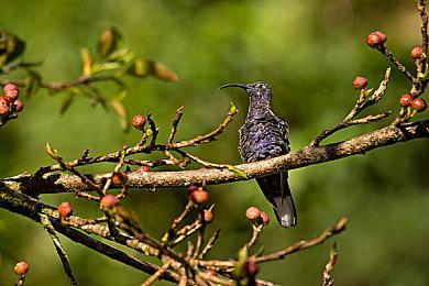 《蒸汽世界：劫掠2》故事概述预告 8月8日发售